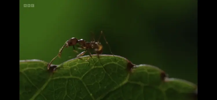 Ant sp. () as shown in Planet Earth III - Forests